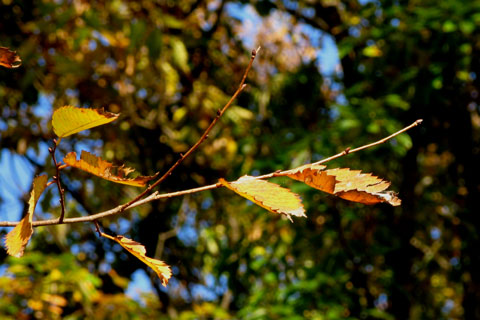Autumn-21.jpg