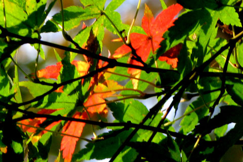 Autumn-33.jpg
