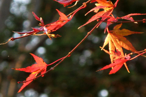 Autumn-Leaves-01.jpg