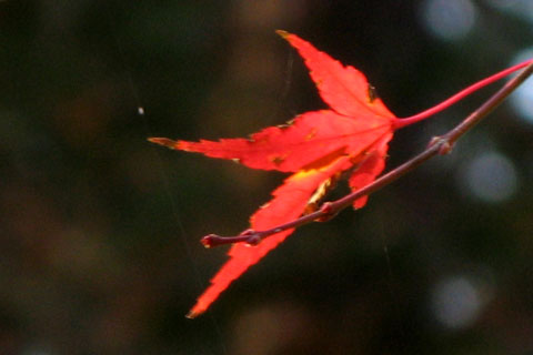 Autumn-Leaves-02.jpg