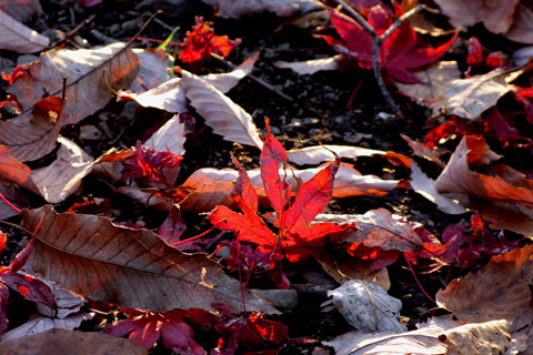 Autumn-Leaves-03.jpg