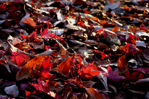 Autumn-Leaves-04.jpg
