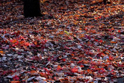 Autumn-Leaves-06.jpg