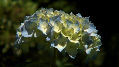 Flower-01.jpg